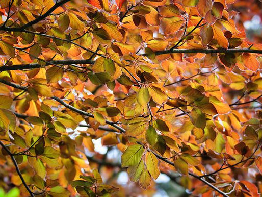 Trees Make Ethereal Music