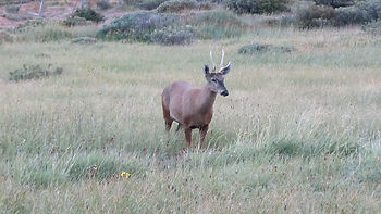 Huemul deer