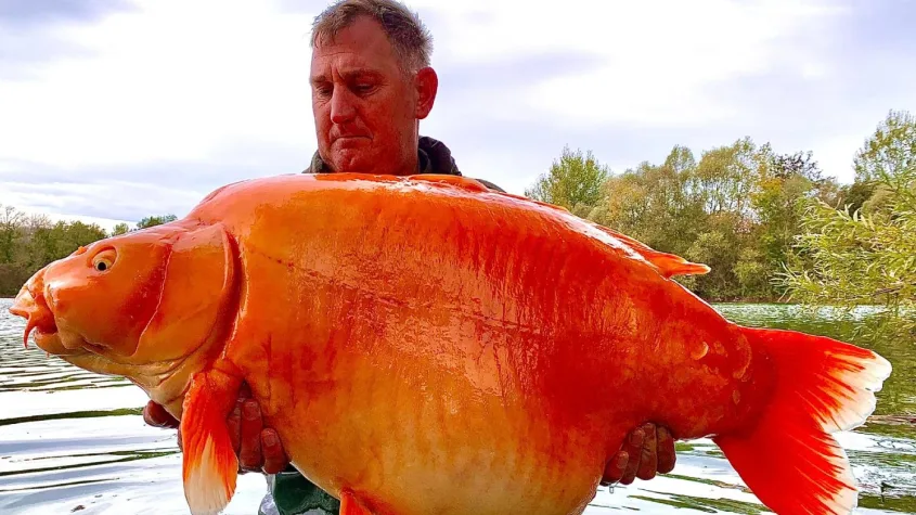 Angler catches giant goldfish