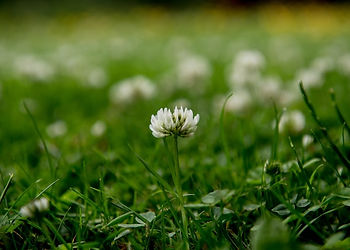 Clover lawn