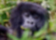 Young mountain gorilla chewing on a stalk