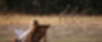 Luxury Africa Safaris