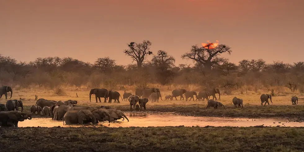 A herd of African savanna elephants visits a waterhole in the Nyae Nyae Conservancy in Namibia