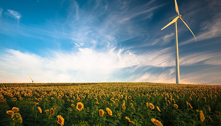 Wind turbine standing in a field of sunflowers