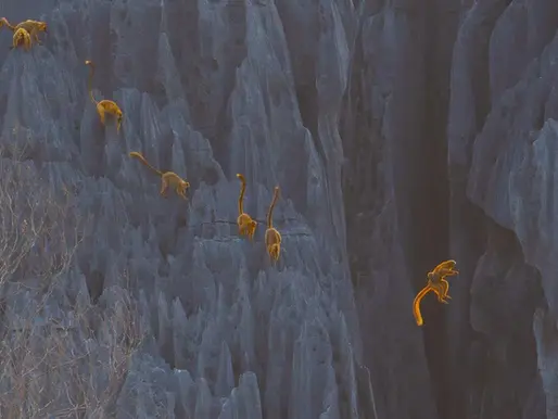 Lemurs on a rocky cliff glowing gold in the late evening light.