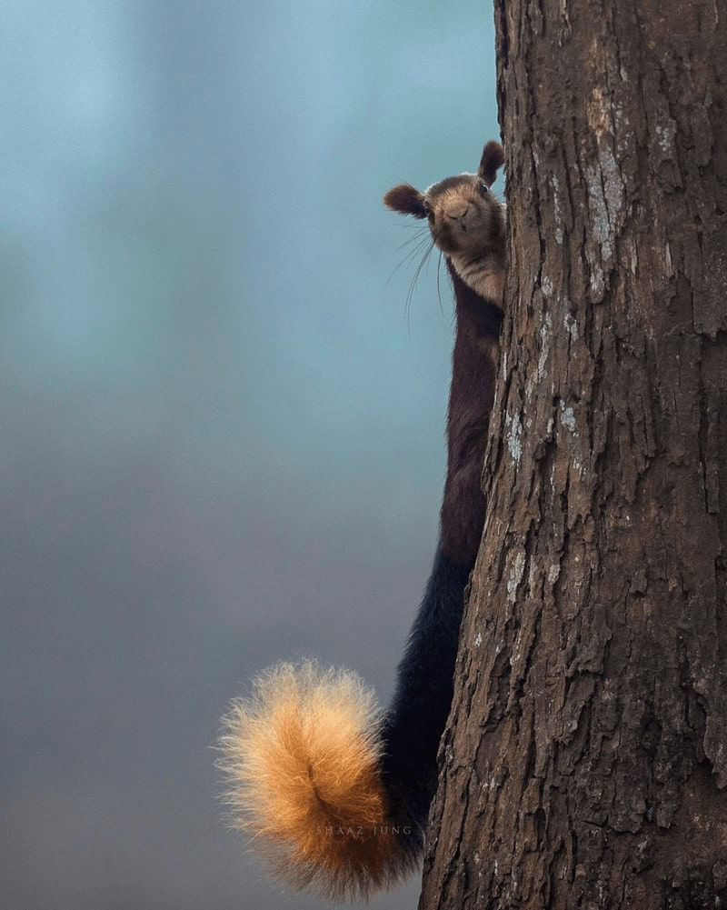 Squirrel