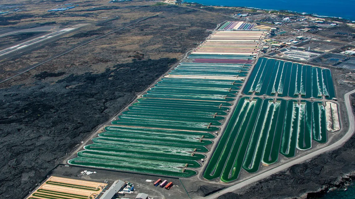 Algae farm