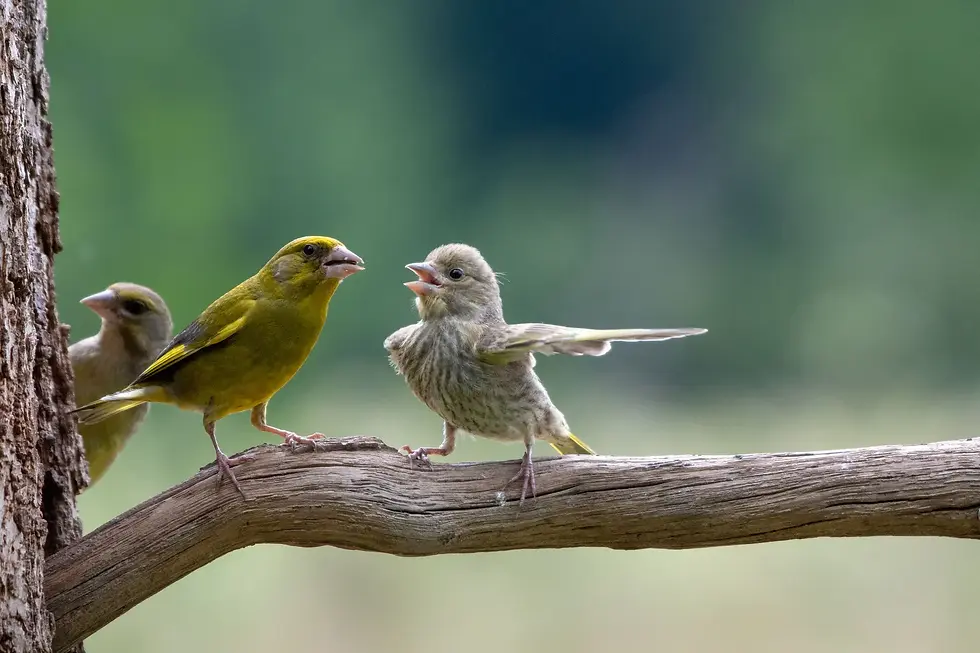 Greenfinch, Bialowieza Forest, Poland 