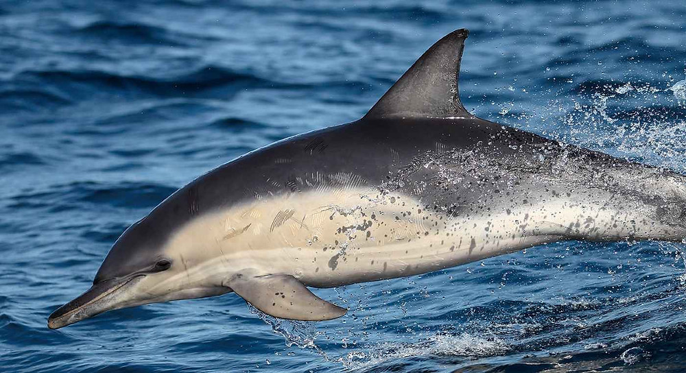 Dolphin gracefully leaping out of the sea