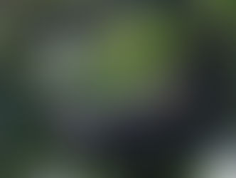 In the forests of Uganda, a young male chimpanzee lounges effortlessly on a twisted vine