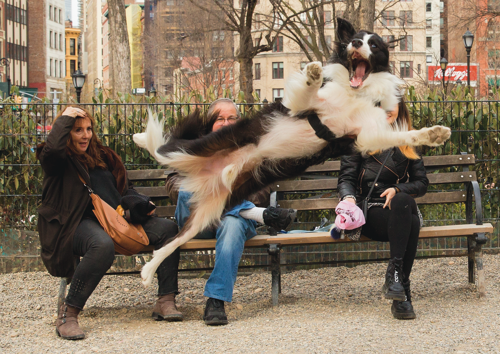 Dog leaping in front of the camera