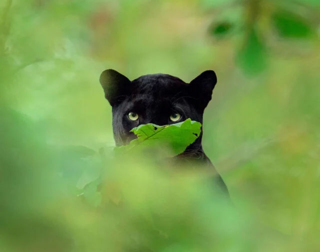 Black panther staring straight at the camera