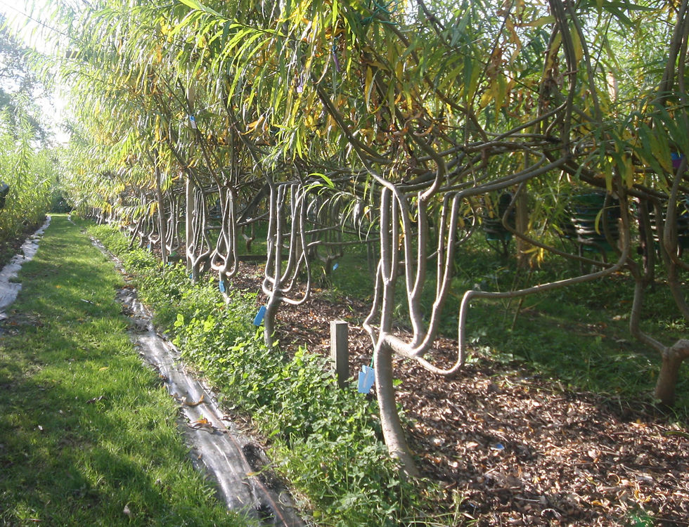 Line of willow trees being formed into upside down chairs before being harvested