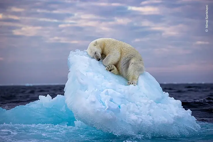 Polar bearing sleeping on a small iceberg