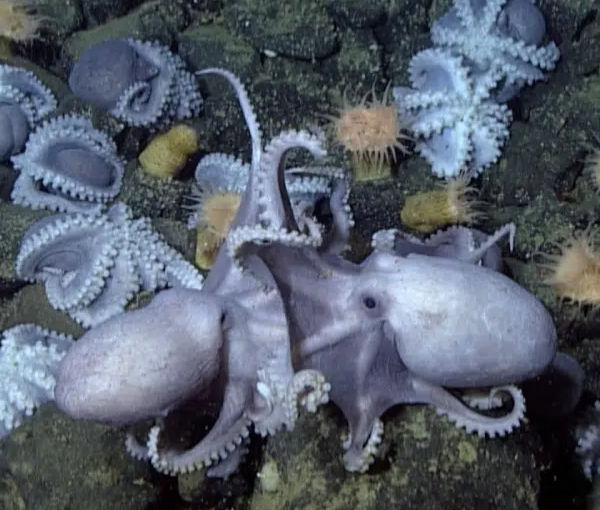 A pair of pearl octopuses on the sea floor