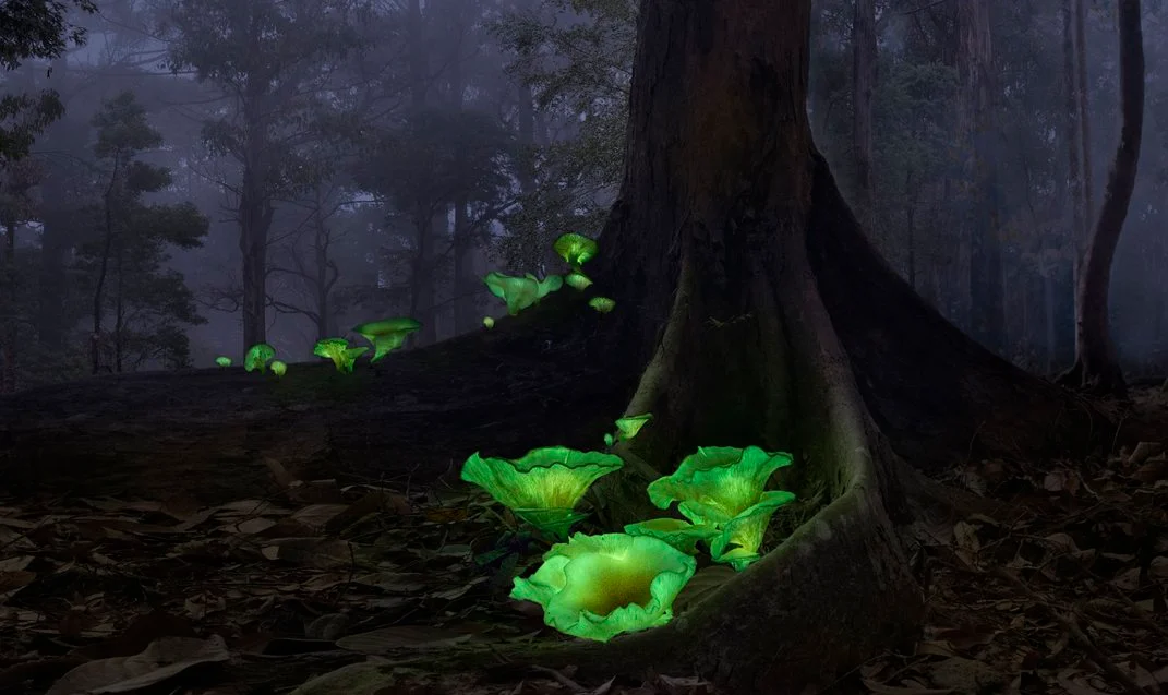 Glowing forest mushrooms in Australia