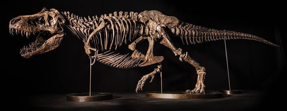 T Rex skeleton to go on sale in Hong Kong on 30 November