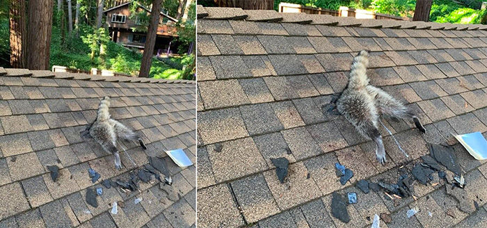 Raccoon bottom half sticking out of a roof