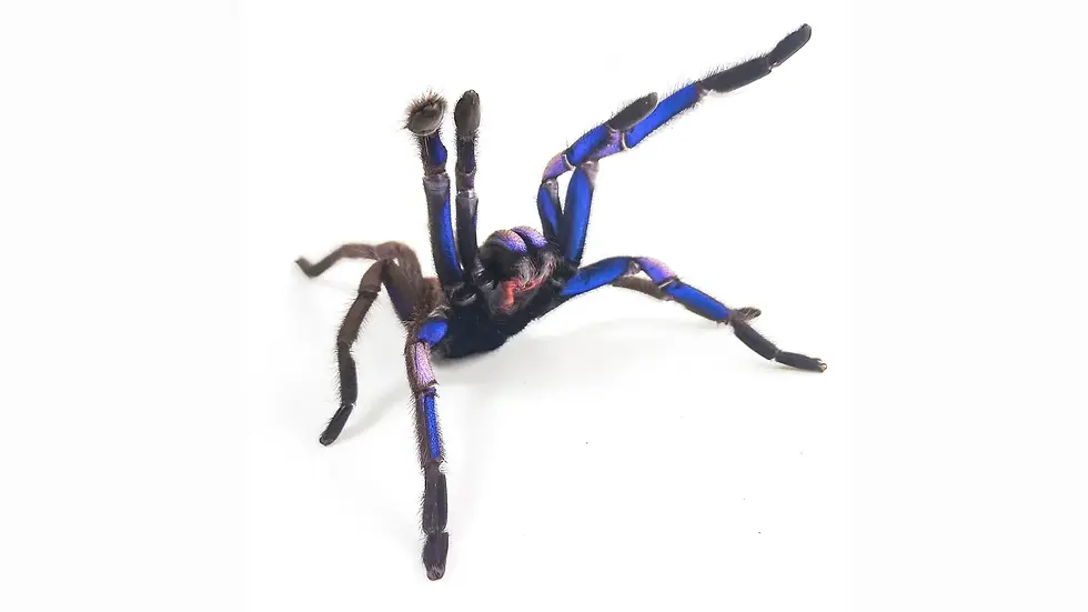 Newly discovered tarantula species