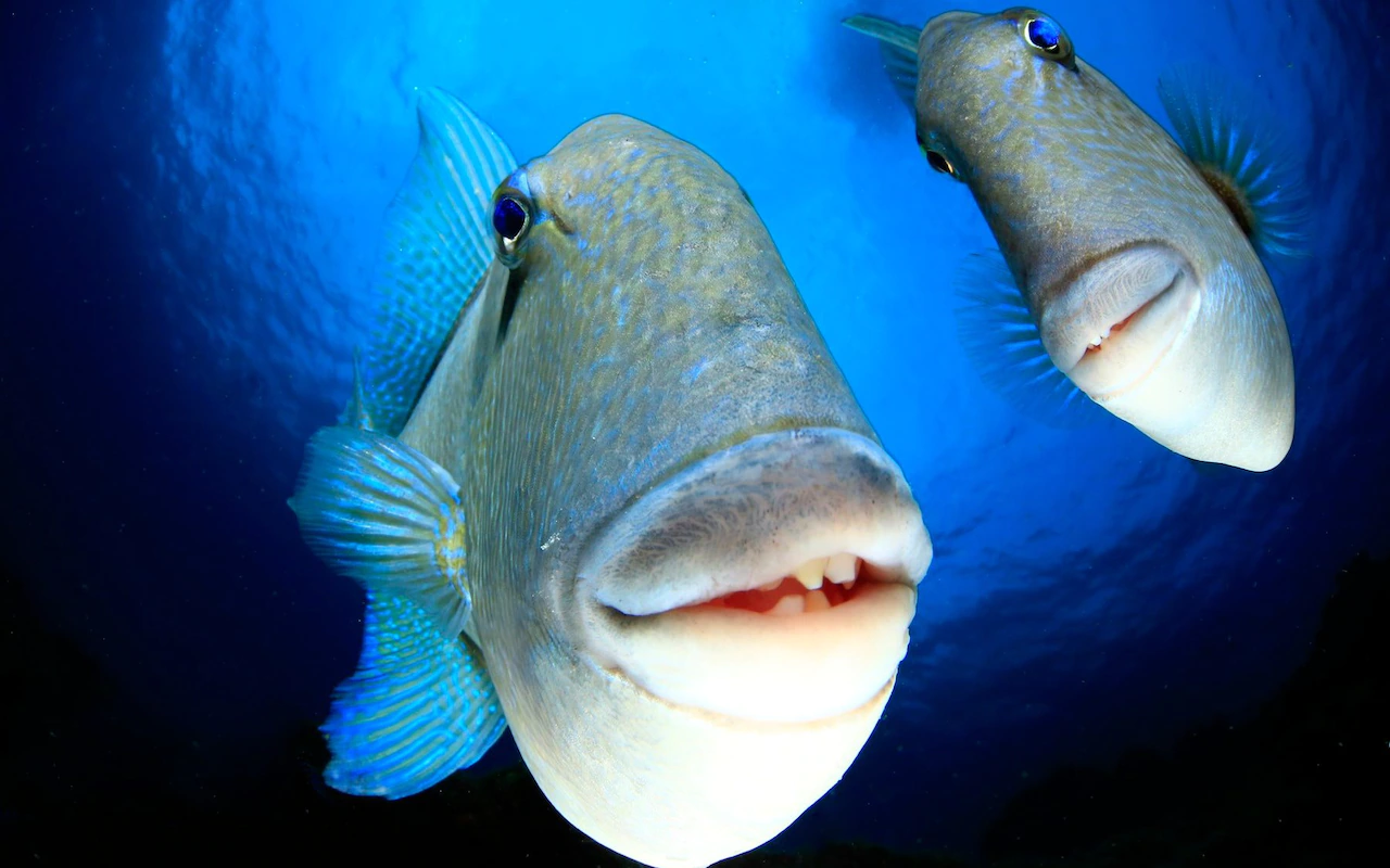 A pair of trigger fish appearing to smile