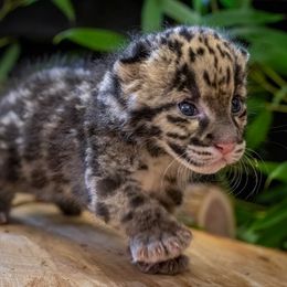 Cloud leopard born at Oklahoma Zoo walking on a log