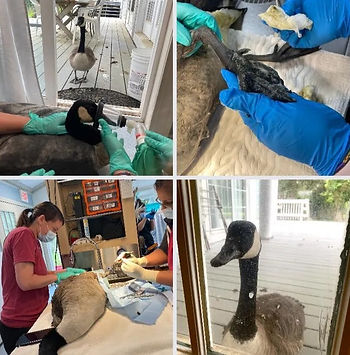 A Canada goose being cared for at a Wildlife Center