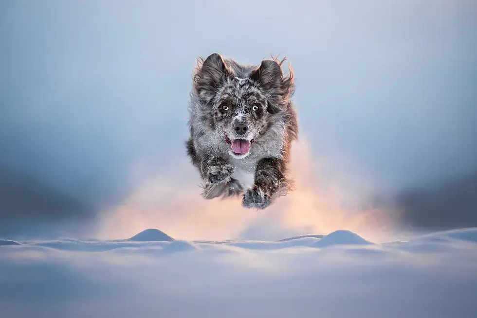 An Australian Shepherd dog racing across snow towards the camera