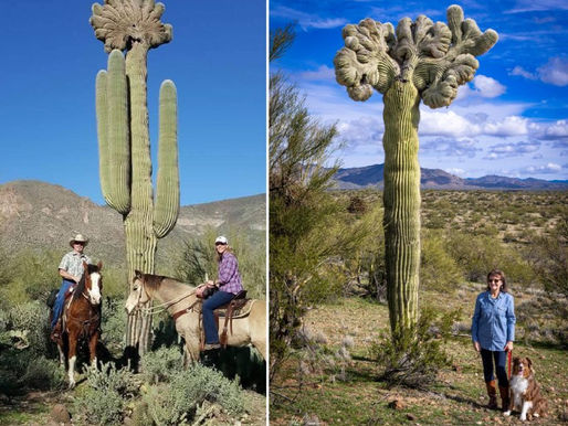 cacti with a fan-shaped, wavy crest at the top