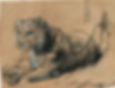 Rembrandt's drawing of 'Young Lion Resting'