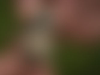 A small stone that appears to encase fossilised smiling teeth