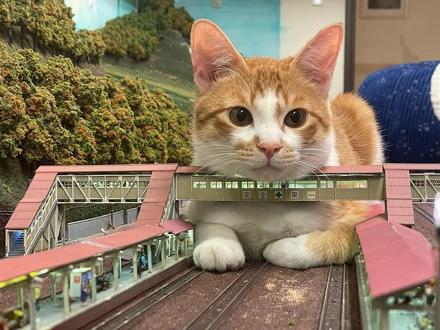 Cat sitting on a model railway line.