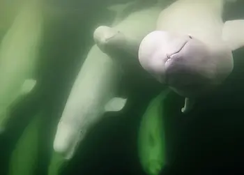 Beluga whales in Hudson Bay