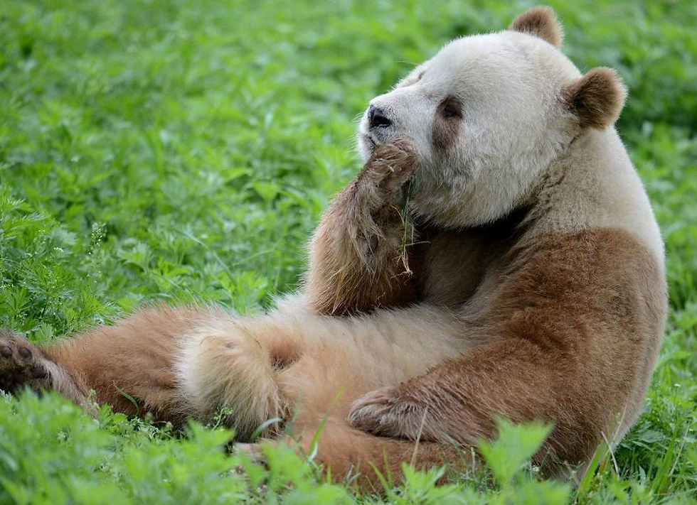 A Qinling panda