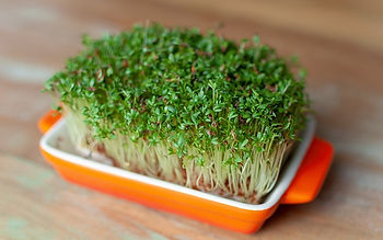Tray of watercress