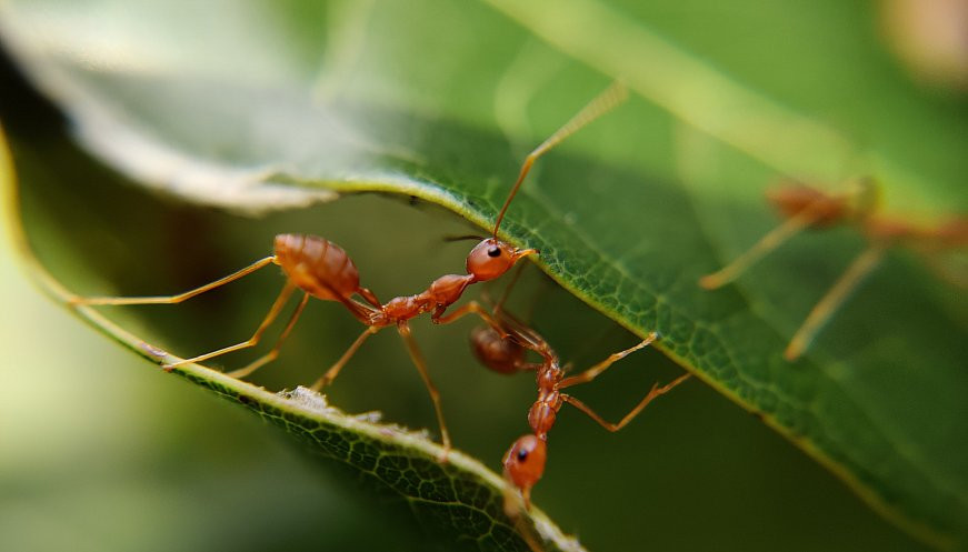 Ants working together to heal a Cecropia tree.