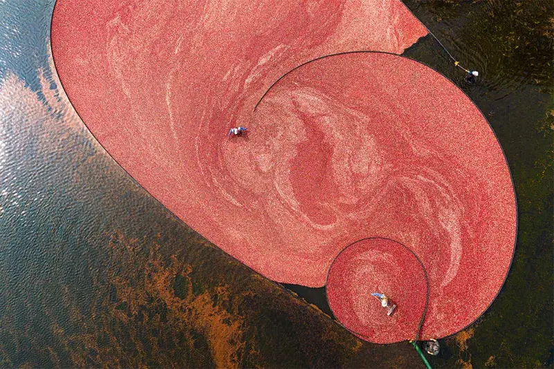 Cranberry harvest in Massachusetts, USA