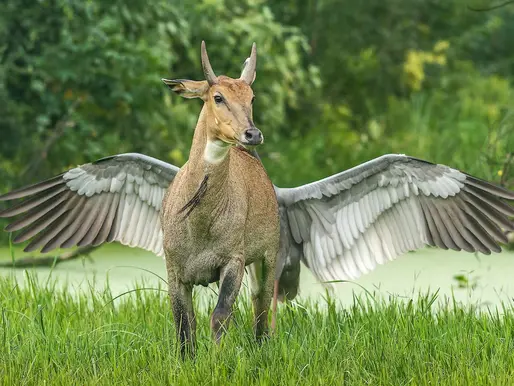 Comedy Wildlife Photography Awards 2022
