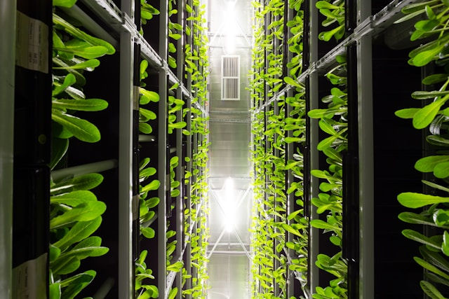 Romaine lettuce crop grown in an indoor vertical farm