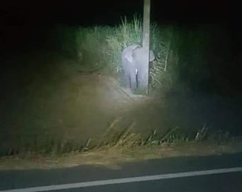 Baby elephant attempting to hide behind a lamp post