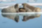 Three walruses, including a nursing baby, sit on an iceberg in Norway.