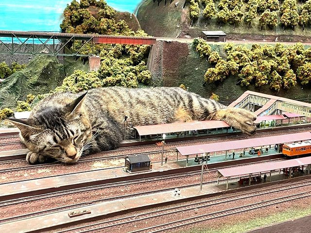 Cat sleeping under a model railway line bridge.
