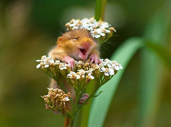 Mouse climbing a flower