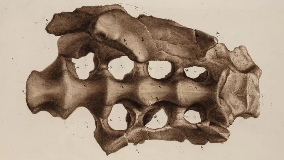 Early fossil hunter drawing from 1849
