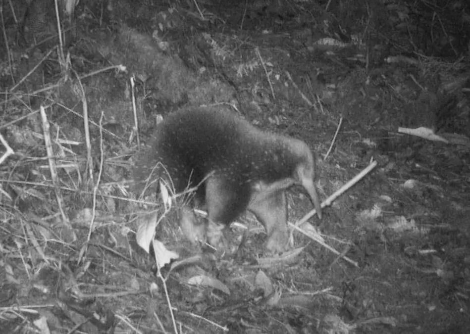 Long-beaked echidna