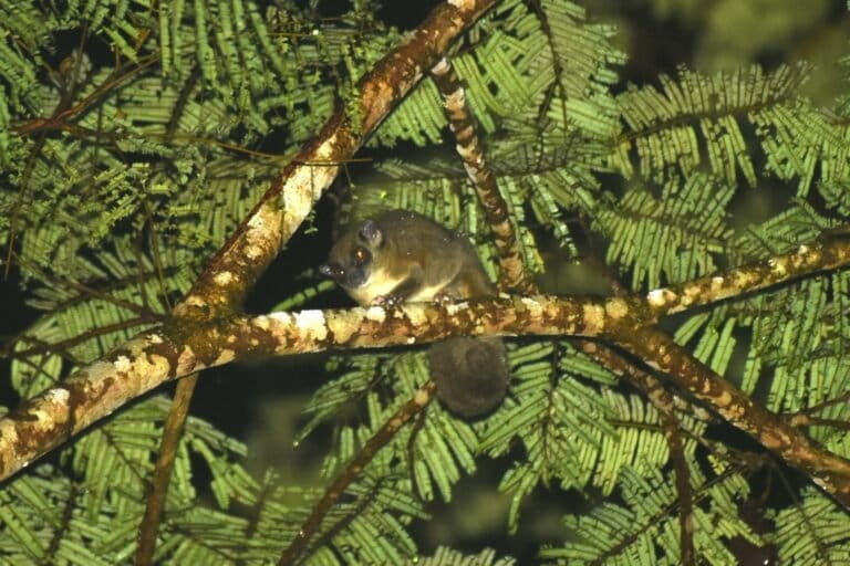 ring-tailed glider perched in a tree