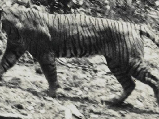 Javan tiger photographed in 1938