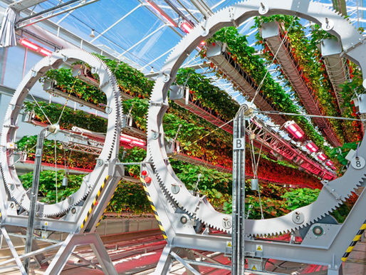 Dyson’s Hybrid Vertical Growing System inside a giant glasshouse