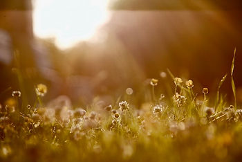 Weeds in the sunshine