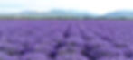 blooming lavender fields in China’s Sichuan Province, with the Minshan Snow Mountain in the distance
