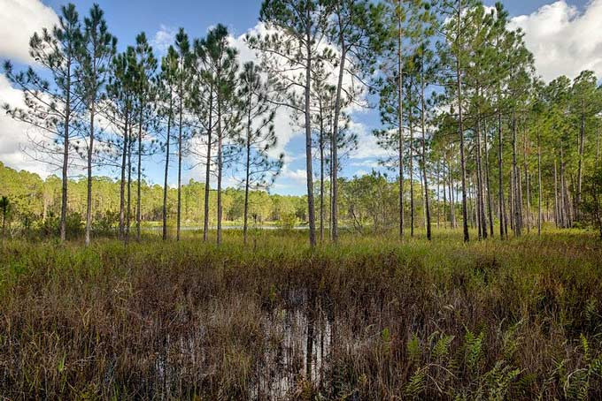 Watery landscape in Florida